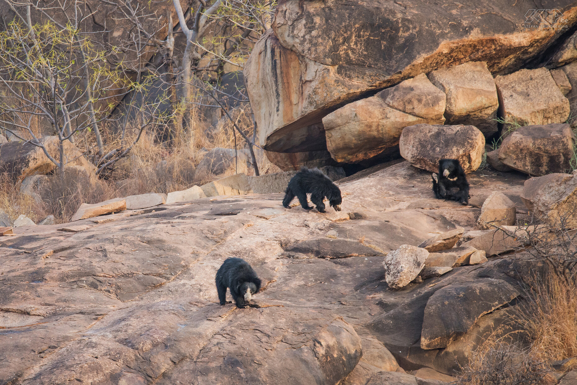 Daroji - Lippenberen Een lippenbeer (Sloth bear, Melursus ursinus) is een nachtdier dat vrij schuw en nerveus is. Ze voeden zich met termieten, bijenkolonies en vruchten. Wij gingen naar het Daroji Bear Sanctuary nabij Hampi. Vanaf een kijktoren op een heuvel hebt je een prachtig zicht op de heuvels en rotsformaties van dit natuurreservaat. Wij hadden veel geluk want in de late namiddag zagen we een vrouwelijke lippenbeer met 2 jongen rondlopen en nadien zagen we nog een mannelijke beer. Er leven ook ontzettend veel Indische pauwen in het park. Stefan Cruysberghs